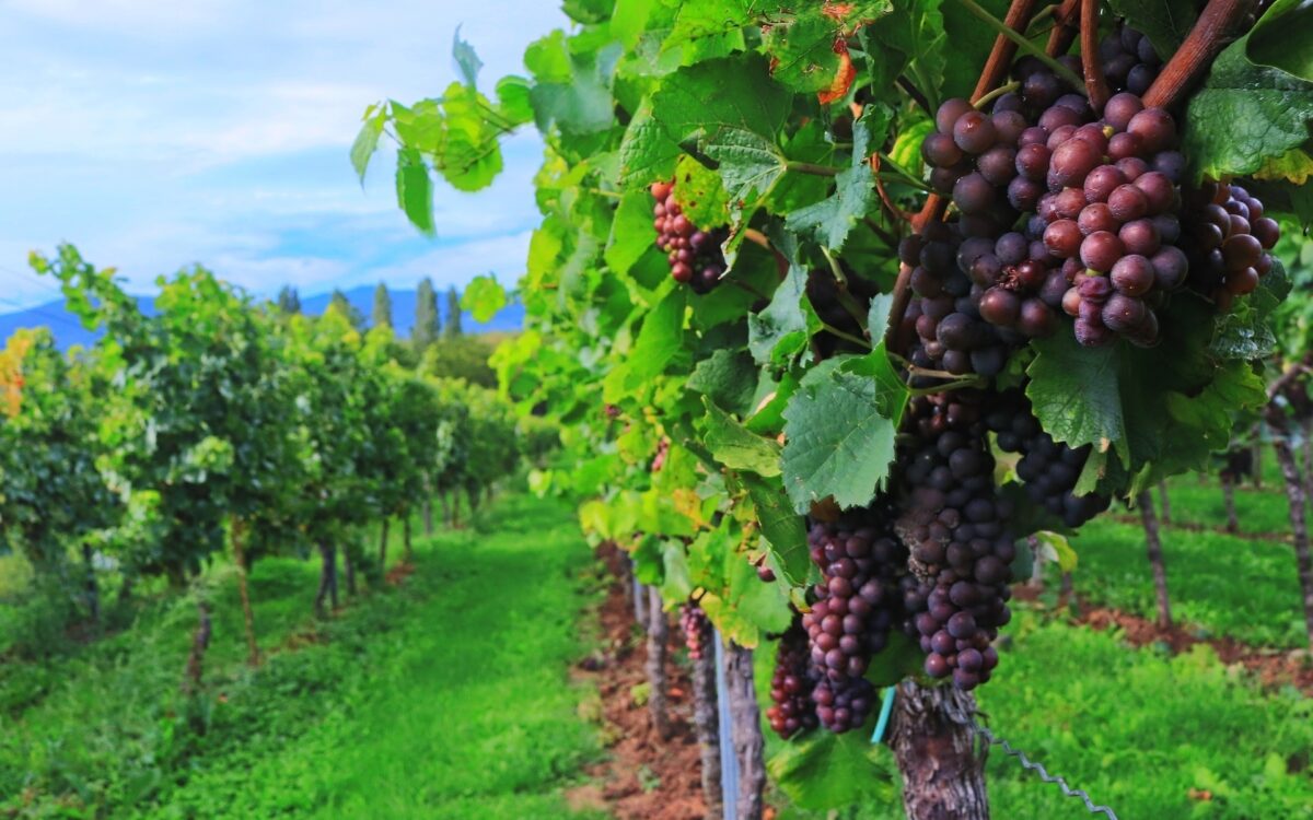 Rote Trauben im Weinberg Rote Trauben im Weinberg